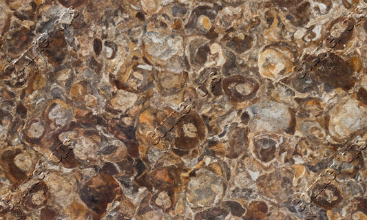 Petrified Wood