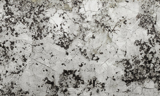 Delicatus White